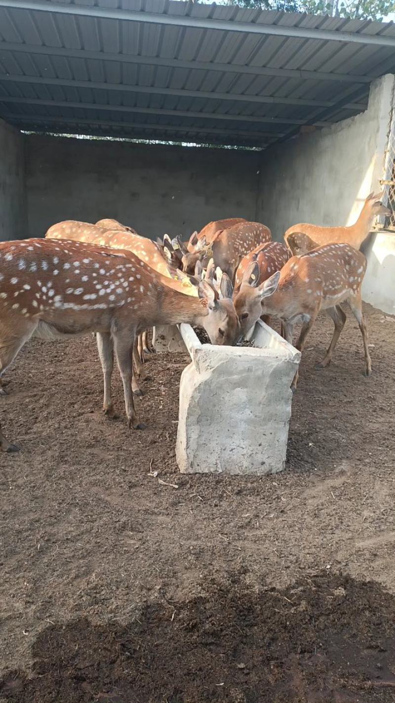 出售大小梅花鹿梅花鹿幼崽梅花鹿活体梅花鹿幼苗