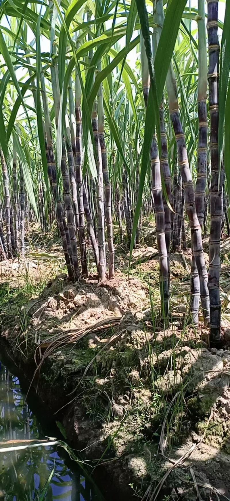 优质黑皮甘蔗，脆甜爽口水分足，节巴均匀漂亮