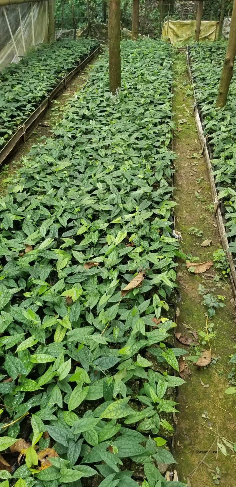 金果榄种苗批发零售。子育苗。