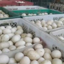 销售赶大集用散黄鸭蛋，裂纹蛋，精品桶装蛋价格美丽需要的来
