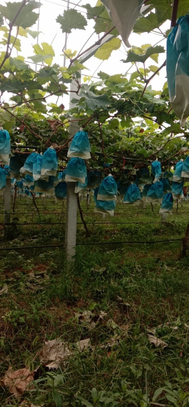 阳光玫瑰葡萄大量上市，质量好，价格便宜，