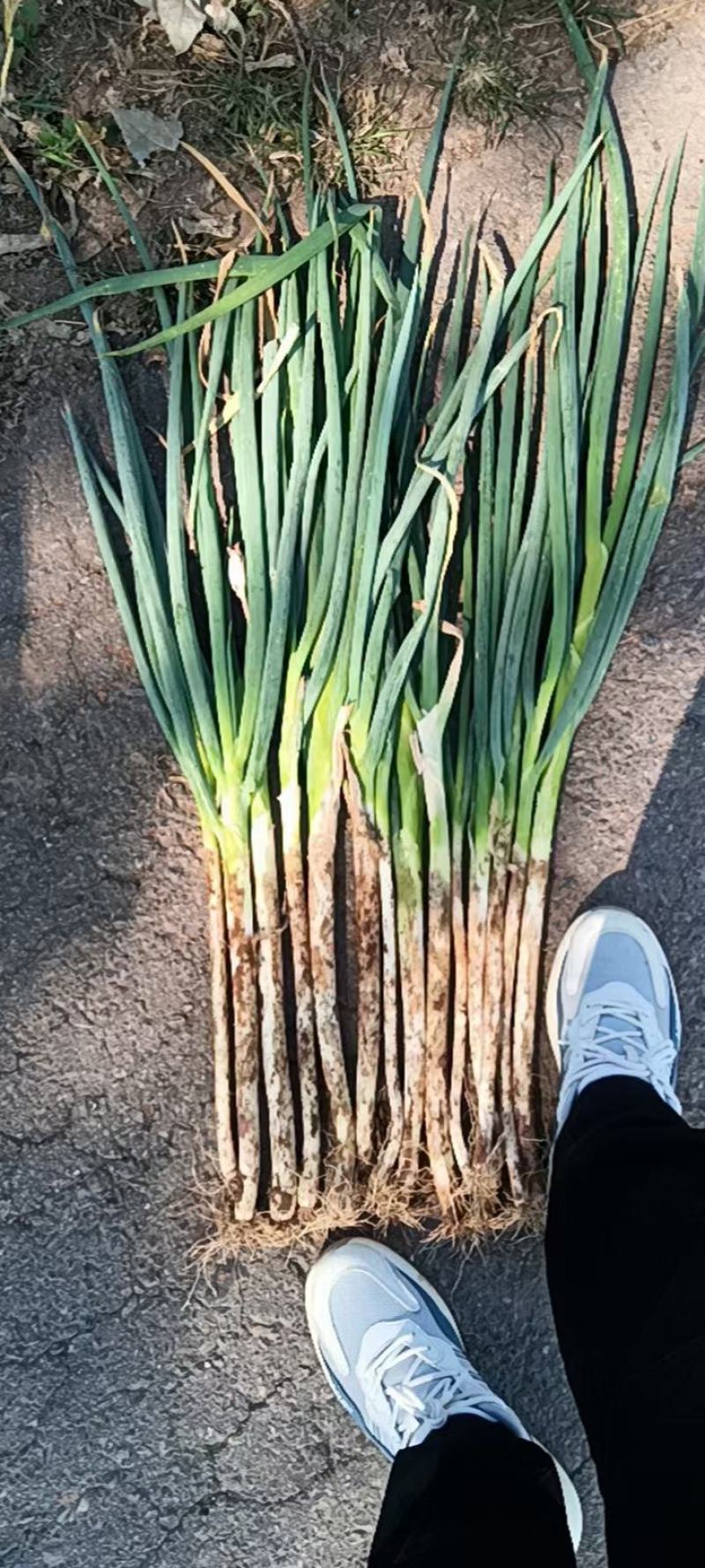 长白大葱，安阳长白大葱大量上市，粗细均有，价格稳定质量保