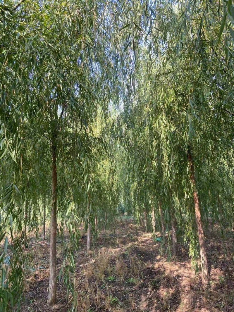 垂柳