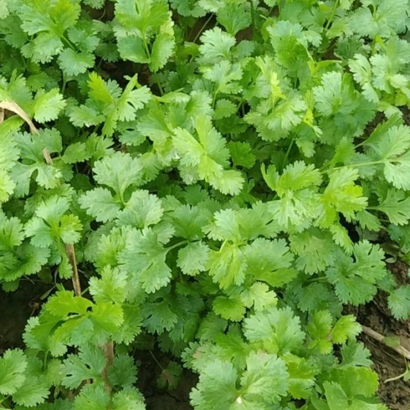 香菜