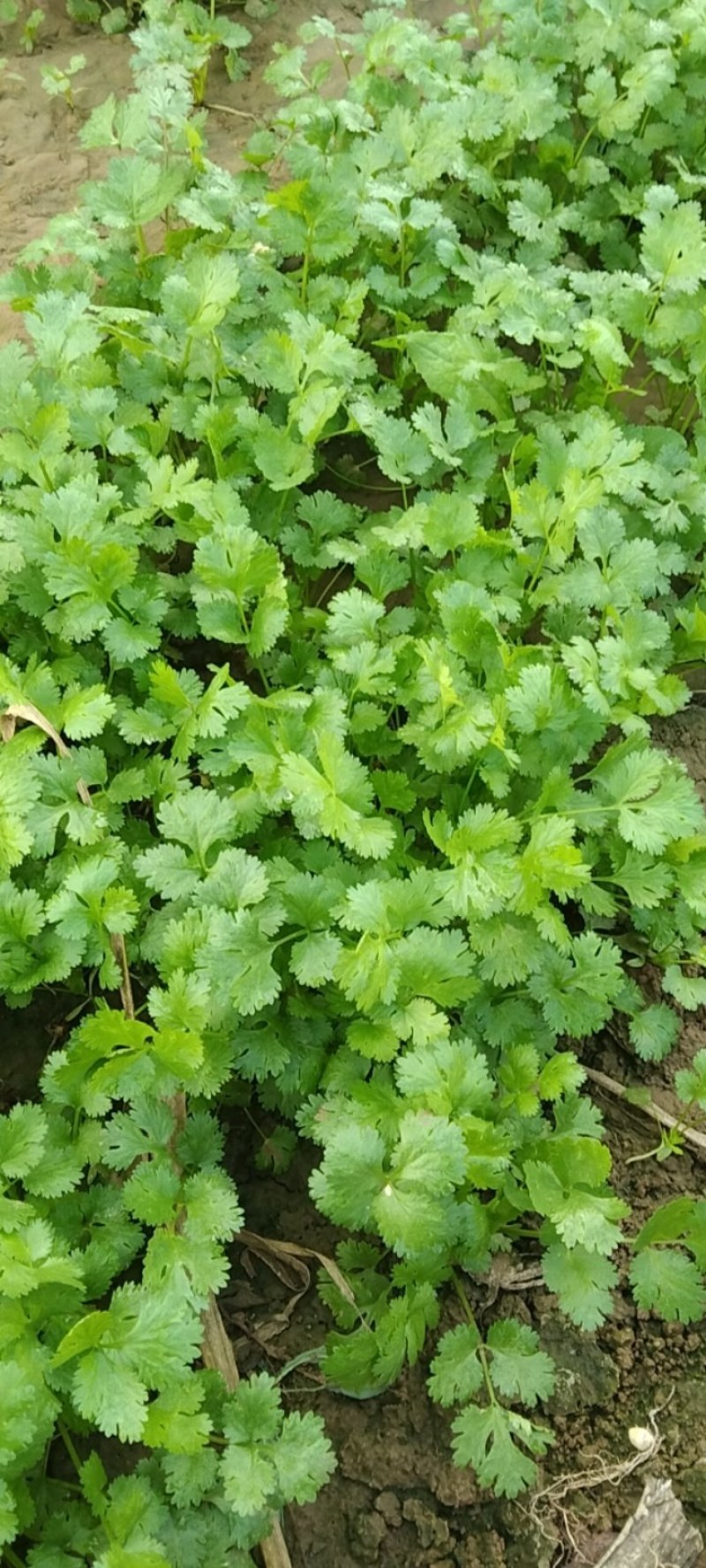 香菜