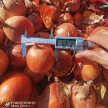 出口级黄皮洋葱罗塔优质耐储甘肃