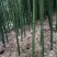 大量供应，各绿化竹头（楠竹，苦竹，四方竹，等）