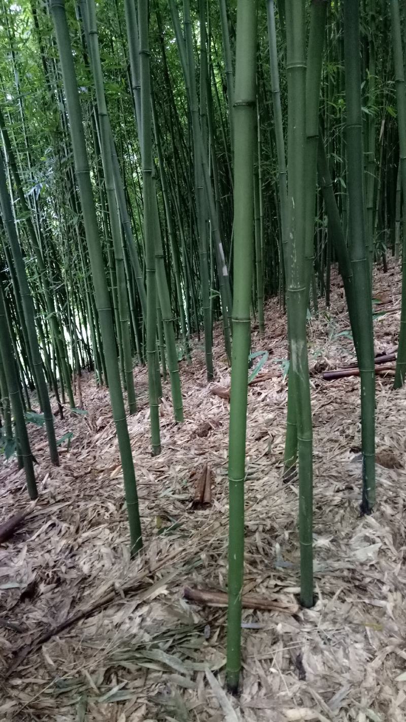 大量供应，各绿化竹头（楠竹，苦竹，四方竹，等）