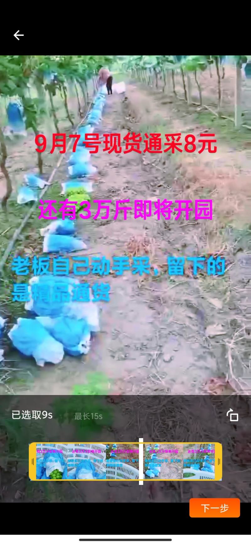 常州现货通采8元每斤。低糖16，颗粒15克左右。