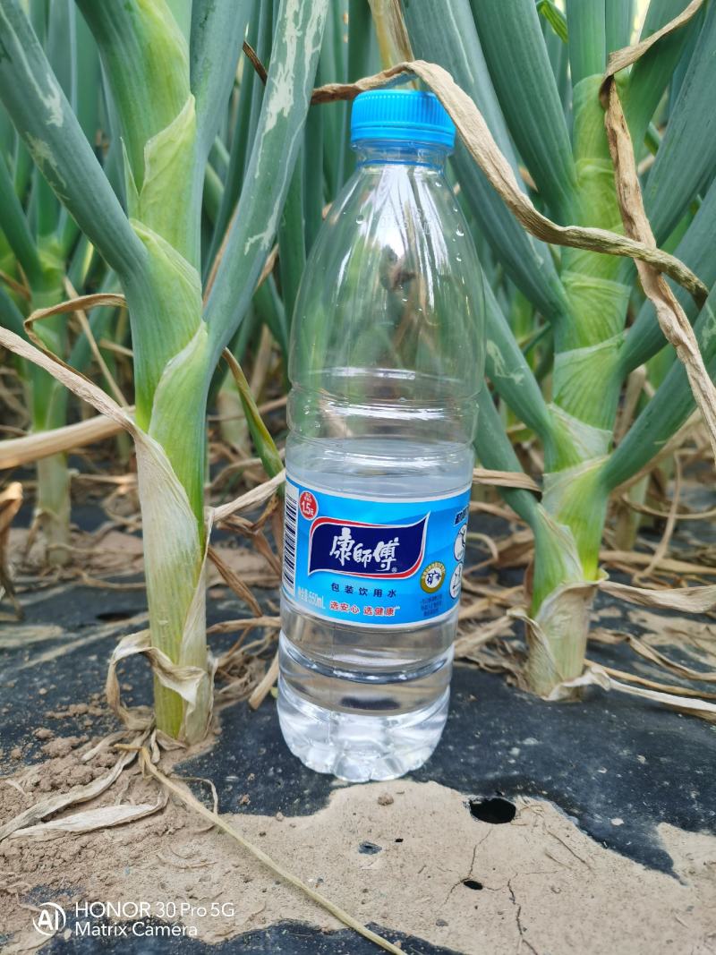 铁杆大葱优质甘肃新上市鲜葱
