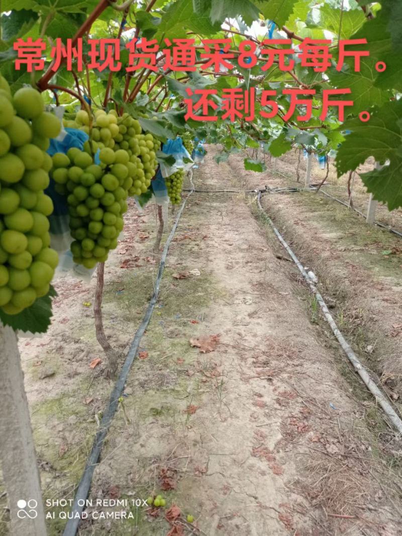 常州现货通采8元每斤。低糖16，颗粒15克左右。