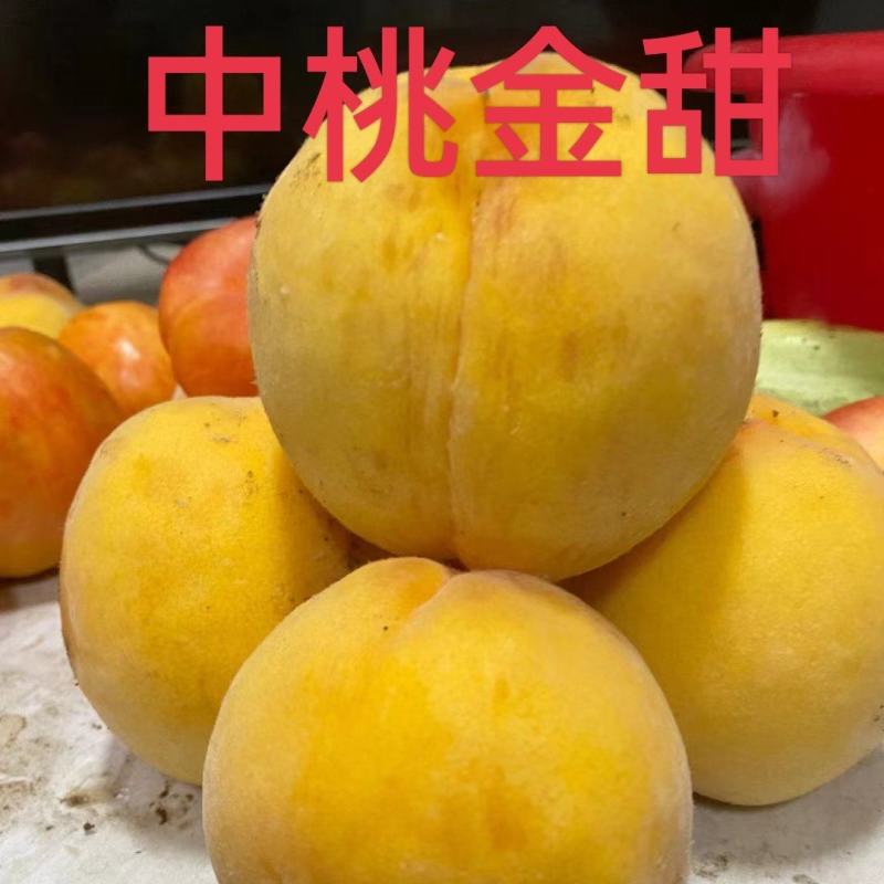 黄桃苗，中桃金甜，口感脆甜香味浓含糖量高