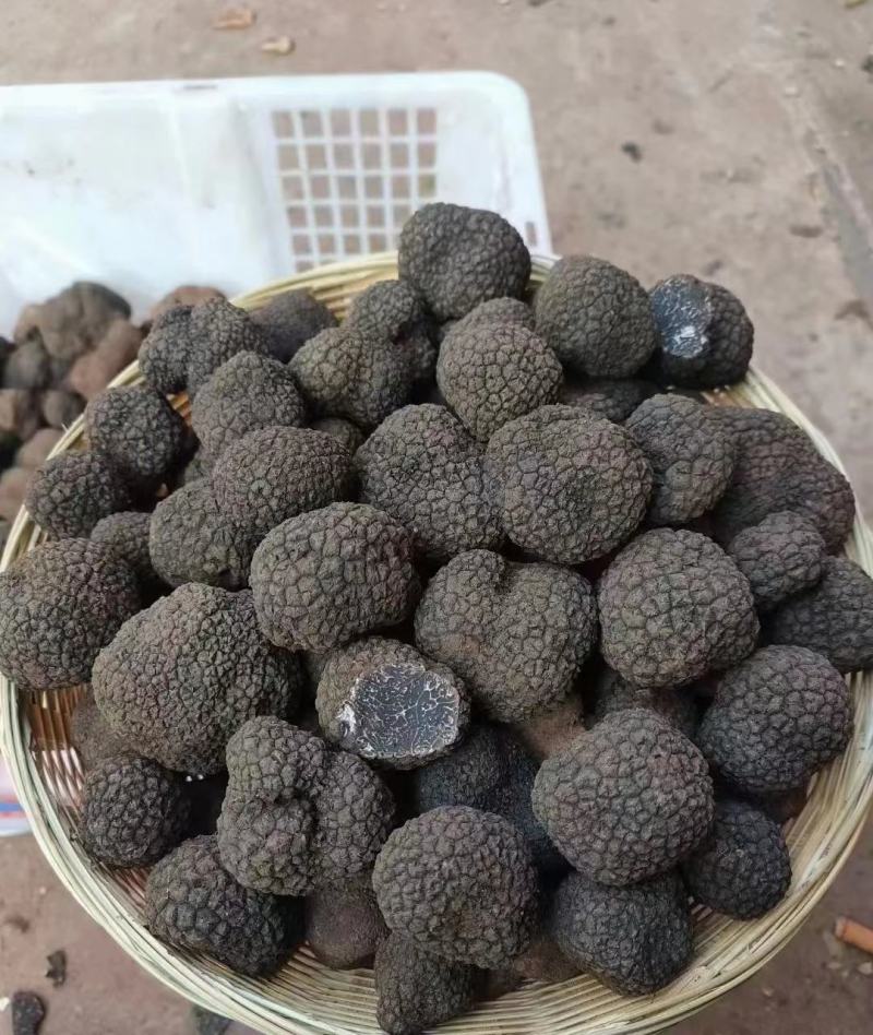 云南当季新鲜即食新鲜野生松露黑松露猪拱菌