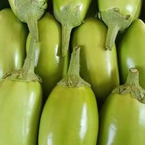精品热销绿茄子大量上市产地直发欢迎各位老板前来选购