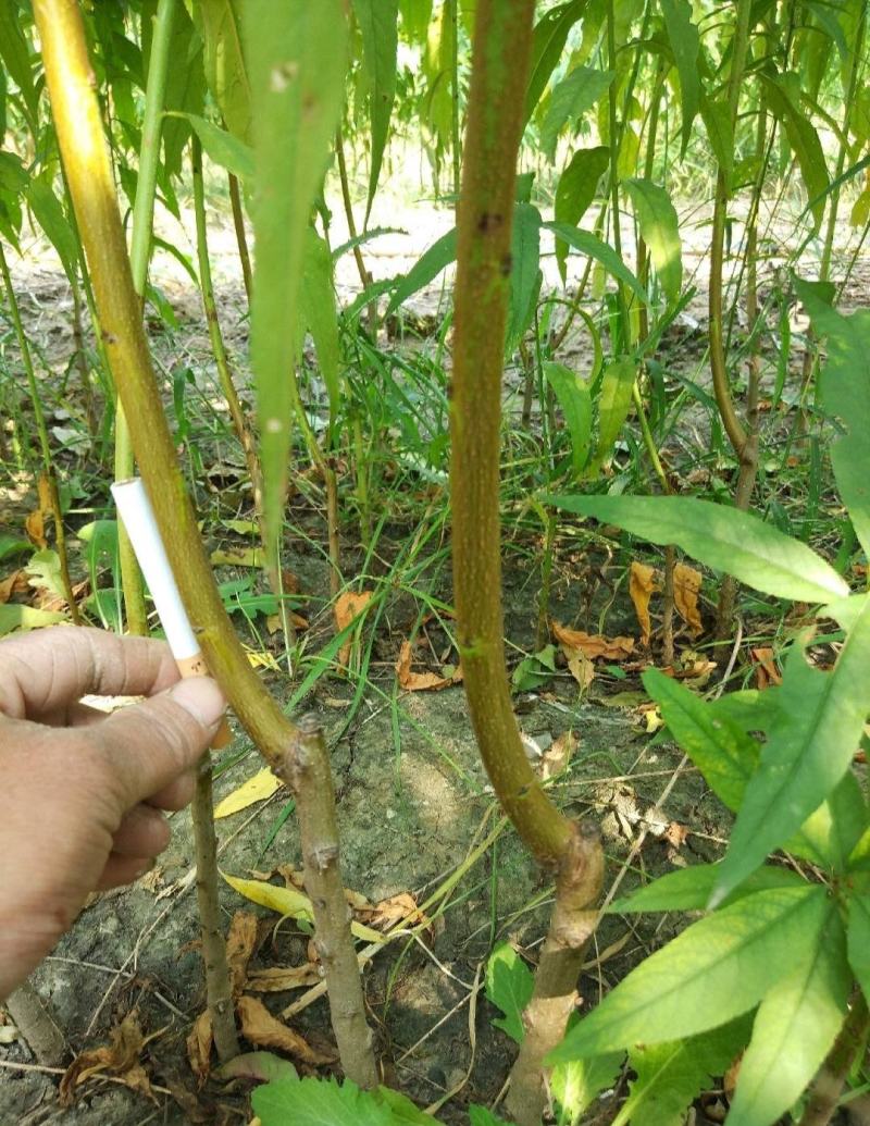 黄桃苗，中桃金甜，口感脆甜香味浓含糖量高