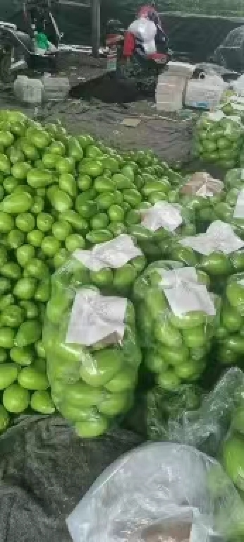 精品热销绿茄子大量上市产地直发欢迎各位老板前来选购