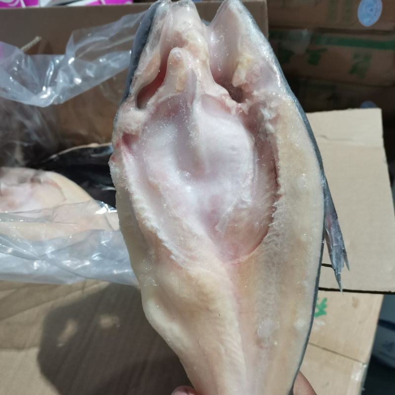 开背巴沙鱼专营