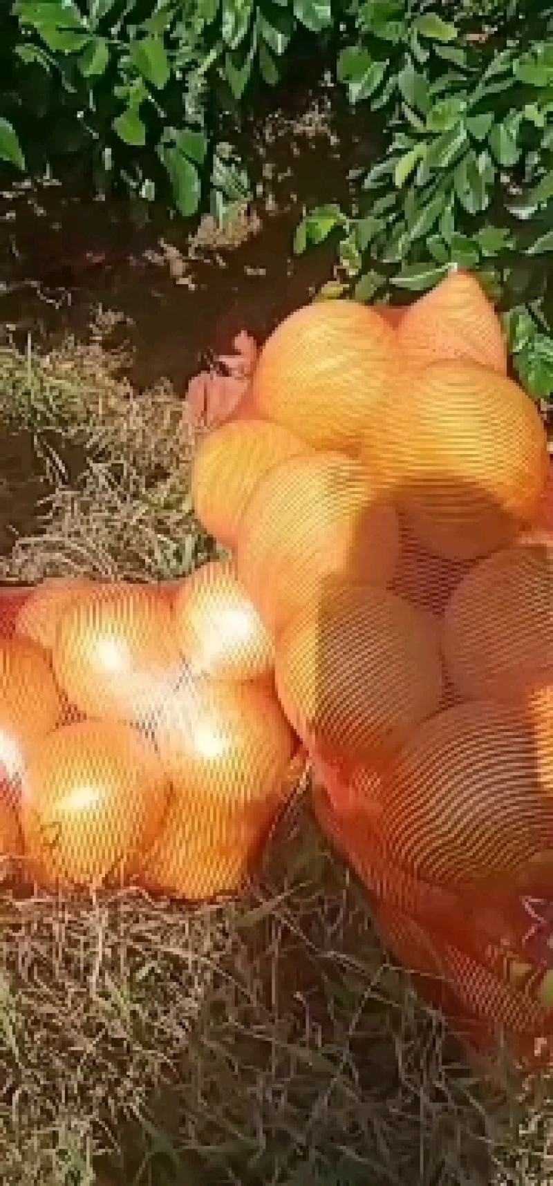产地直发福建红心柚