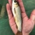 草鱼苗混子皖鱼一斤5尾左右冬片江苏常州