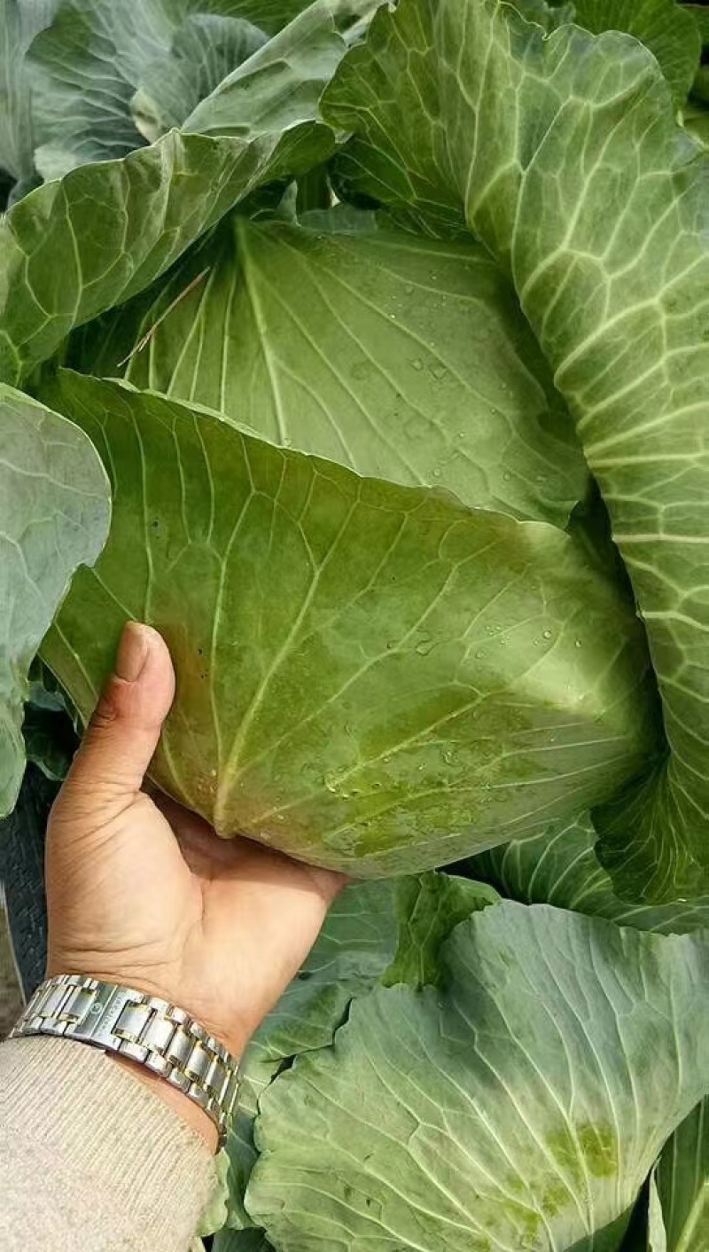 【推荐】墨玉50甘蓝京丰一号扁包菜产地直发对接各类客户