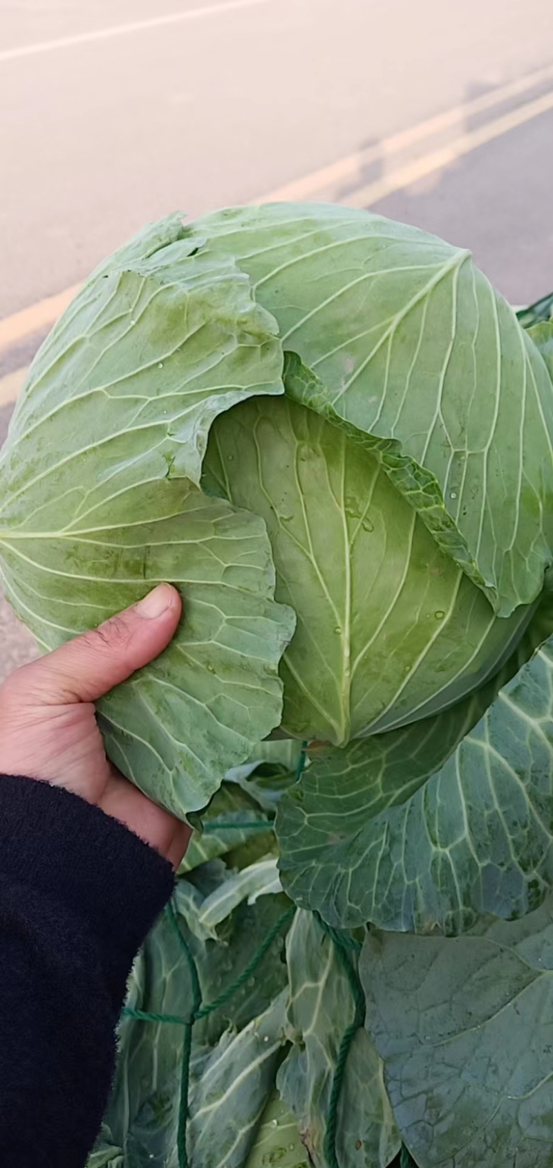 【推荐】墨玉50甘蓝京丰一号扁包菜产地直发对接各类客户