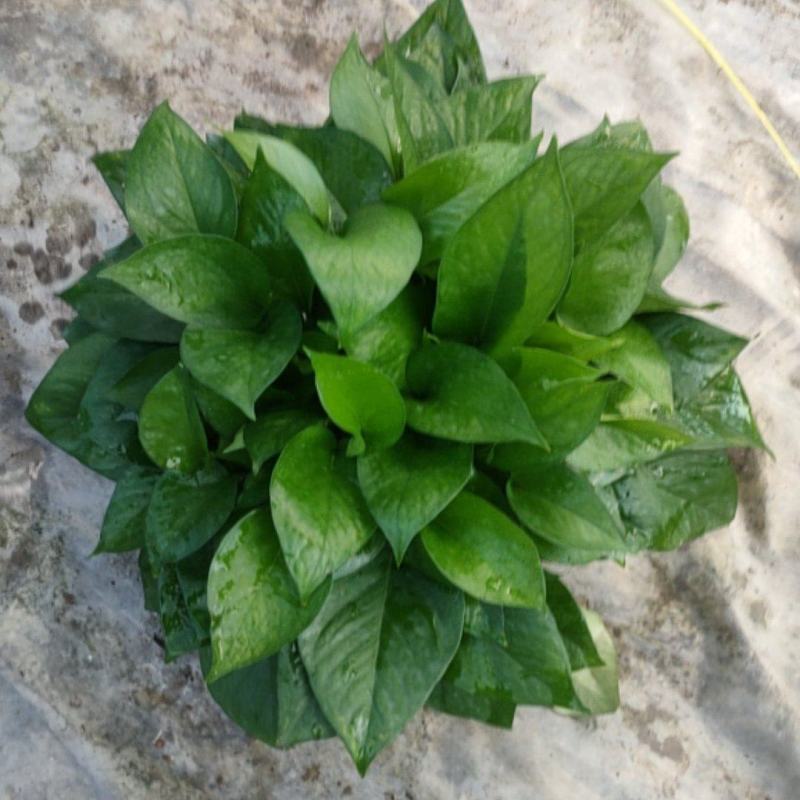 180*颜色墨绿根系好基地直发质量保证