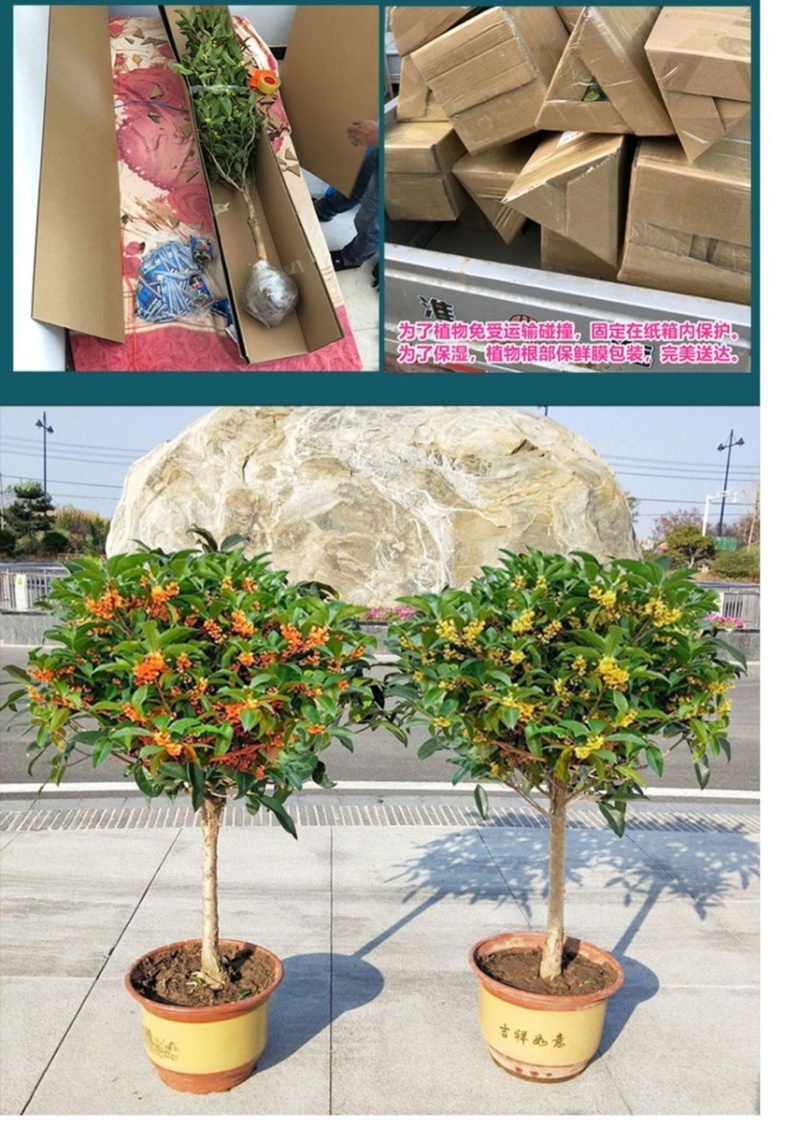 桂花树苗金桂丹桂八月桂四季桂盆栽花卉庭院绿植桂花苗浓香型