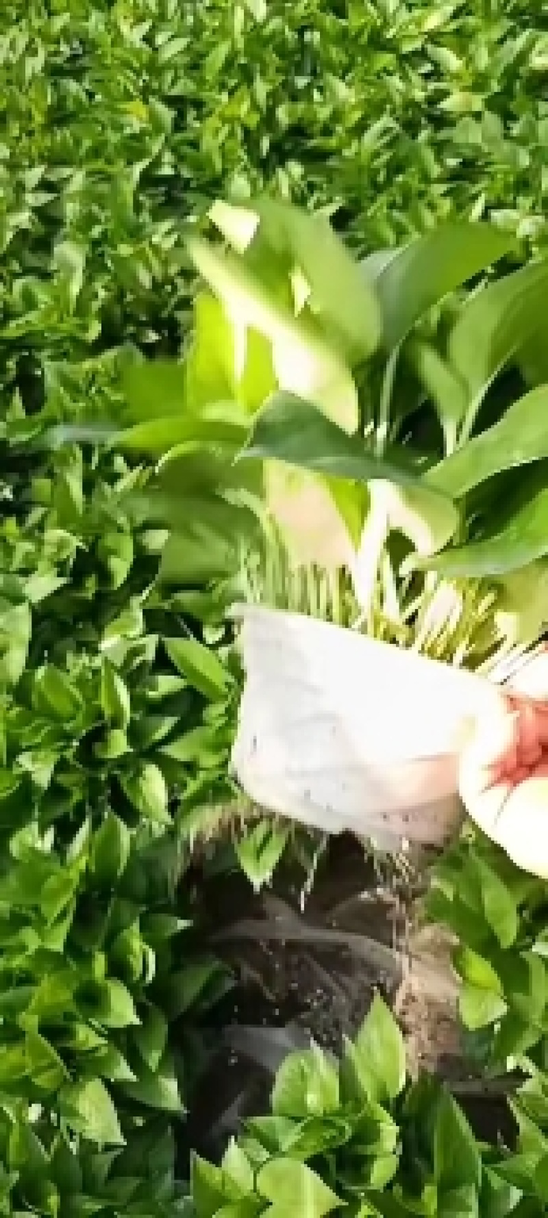 180*颜色墨绿根系好基地直发质量保证
