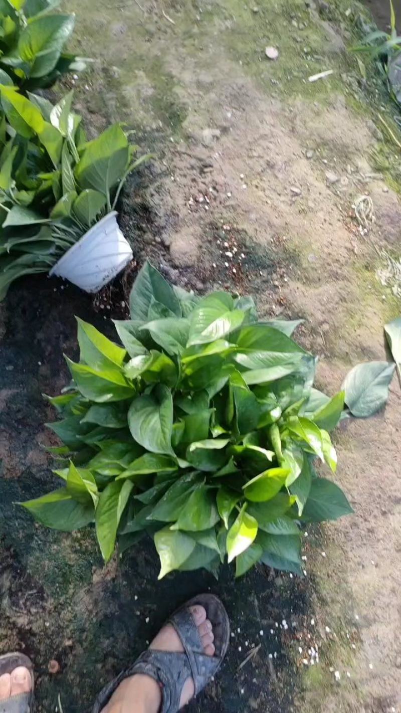 180*颜色墨绿根系好基地直发质量保证