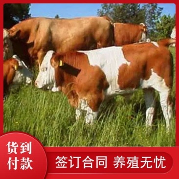 贵州西门塔尔牛牛犊黄牛质三包技术自由挑选养大