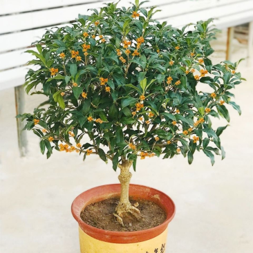 【四季开花】桂花树苗盆栽客厅庭院室内外浓香型花卉绿植好养