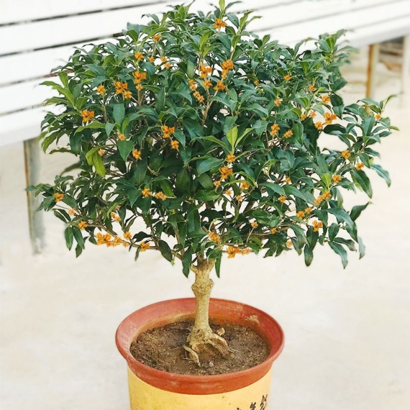 【四季开花】桂花树苗盆栽客厅庭院室内外浓香型花卉绿植好养