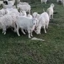 新疆活羊，山羊