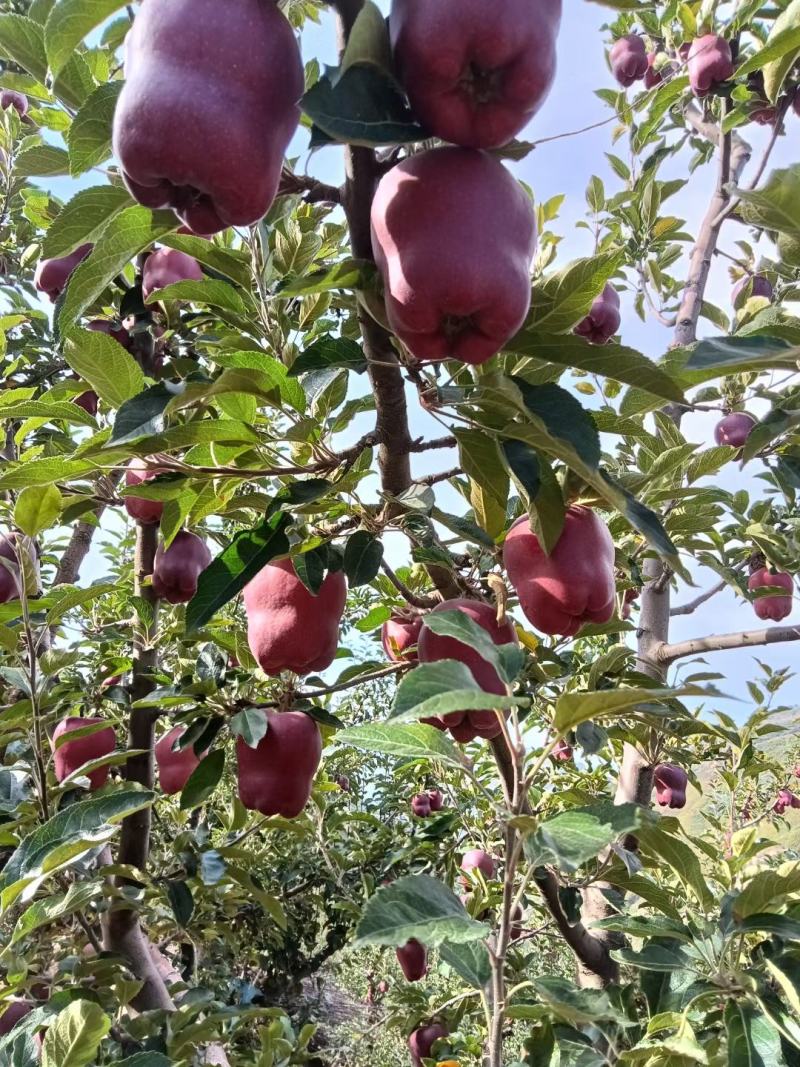 天水的特产花牛苹果，果大脆甜，汁多味美，