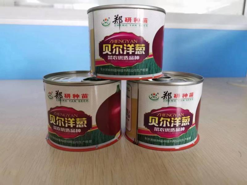 杂交洋葱种子，大个头，紫红皮。