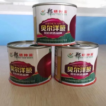 杂交洋葱种子，大个头，紫红皮。