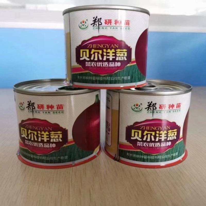 杂交洋葱种子，大个头，紫红皮。