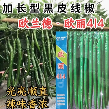 高品质!加长型黑皮线椒辣椒种子欧丽414,深绿墨绿油亮皮