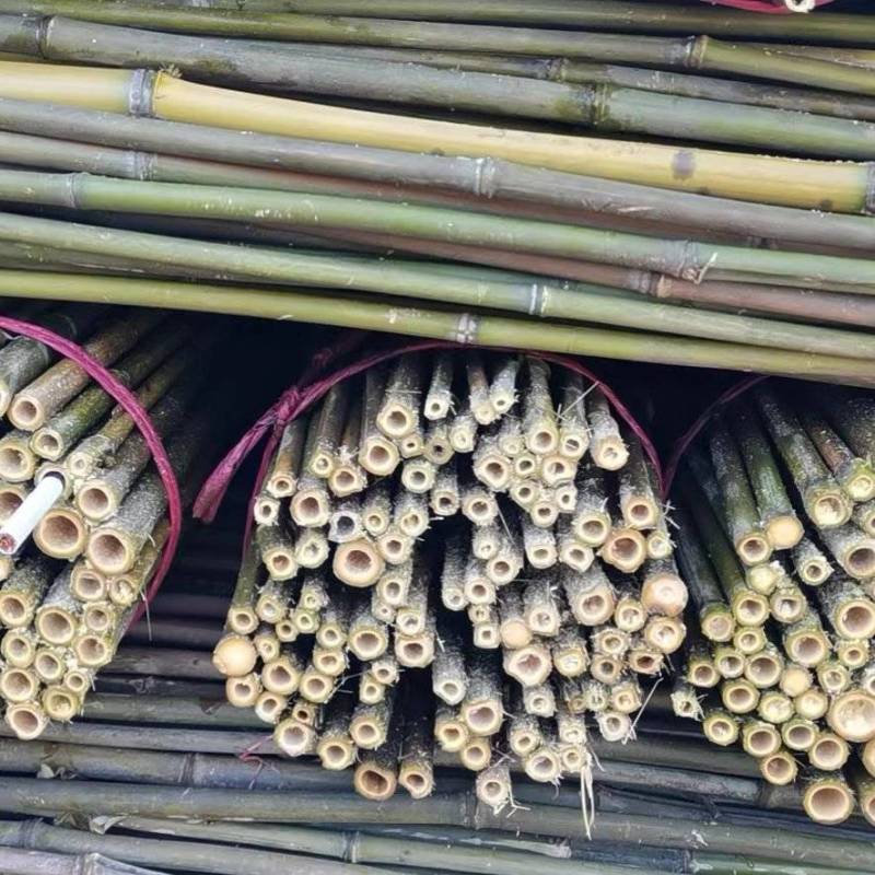 菜架竹（黄金竹，金竹，麻竹，厘竹，紫竹）架条产地批发