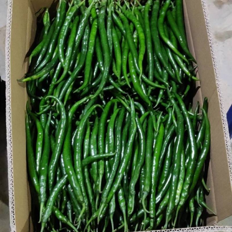 欧兰德欧育303线椒种子加长型青红两用深绿黑线辣椒种子