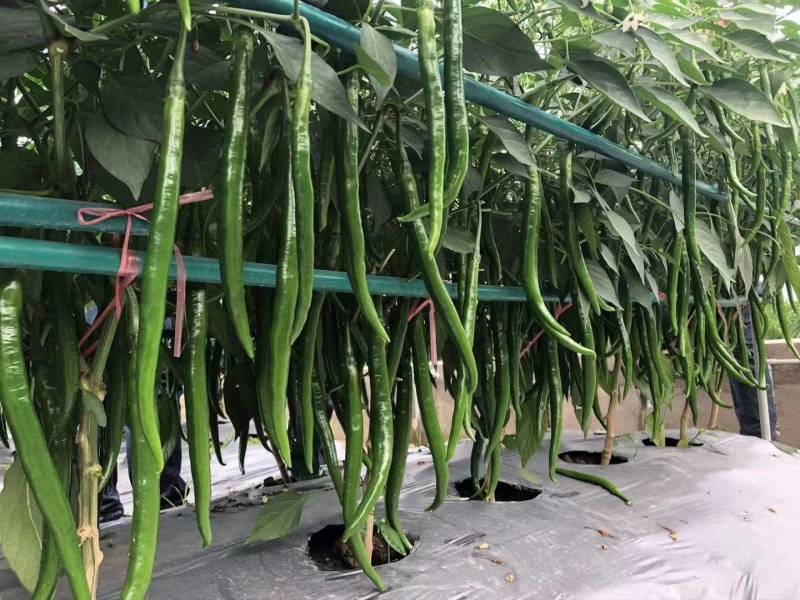 欧兰德欧育303线椒种子加长型青红两用深绿黑线辣椒种子