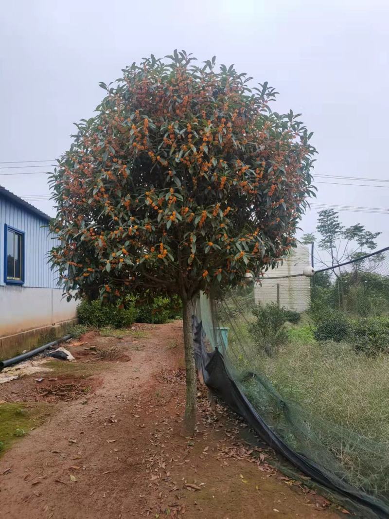 【包邮】八月桂花树金桂树带土球发货产地自产自销庭院别墅