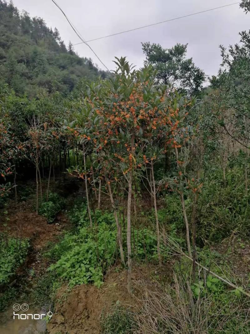 【包邮】八月桂花树金桂树带土球发货产地自产自销庭院别墅