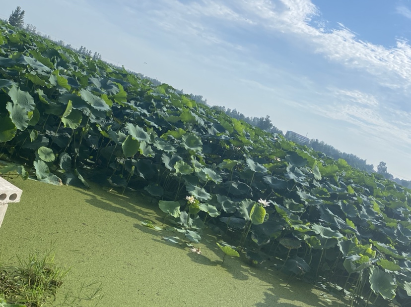 莲藕种植在清澈的池塘中，绿叶与荷花交相辉映