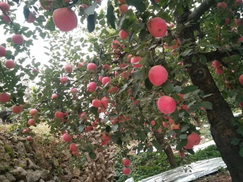 石家庄井陉纸袋山地苹果，口感好，甘甜多汁