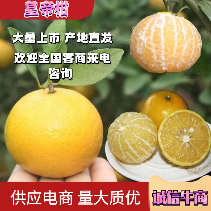 皇帝柑供应电商货，市场货大果产地发货品质好一手货源