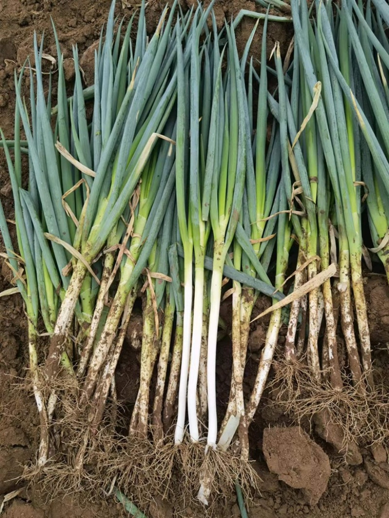 高原夏菜，精品钢葱，原产地发货五指葱硬度好