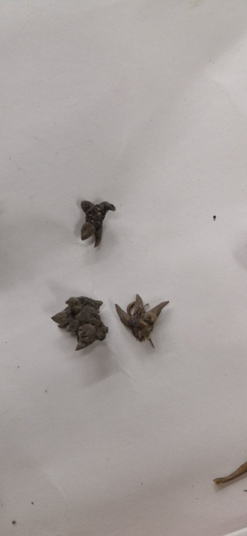 安徽野生猫爪草一公斤一包新货水洗猫爪草十公斤包邮