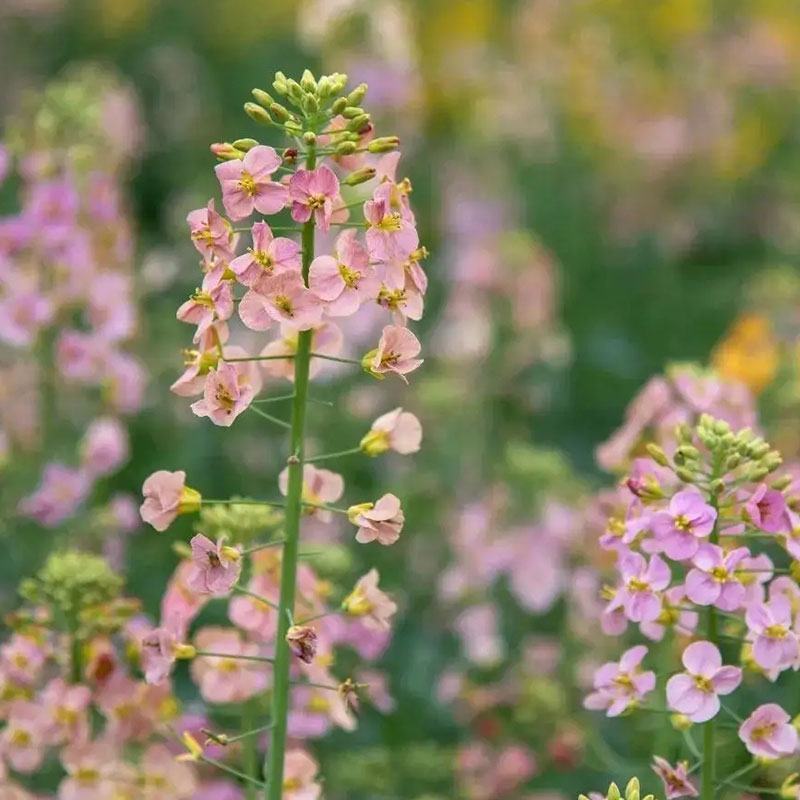 彩色油菜花种子进口七彩油菜花种子大花彩色油菜花油菜籽