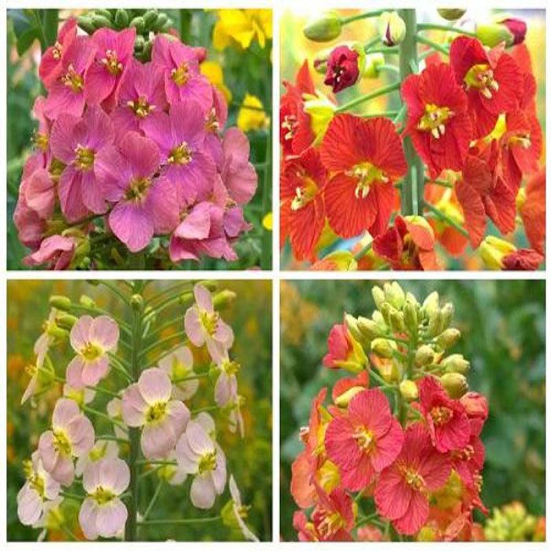 彩色油菜花种子进口七彩油菜花种子大花彩色油菜花油菜籽